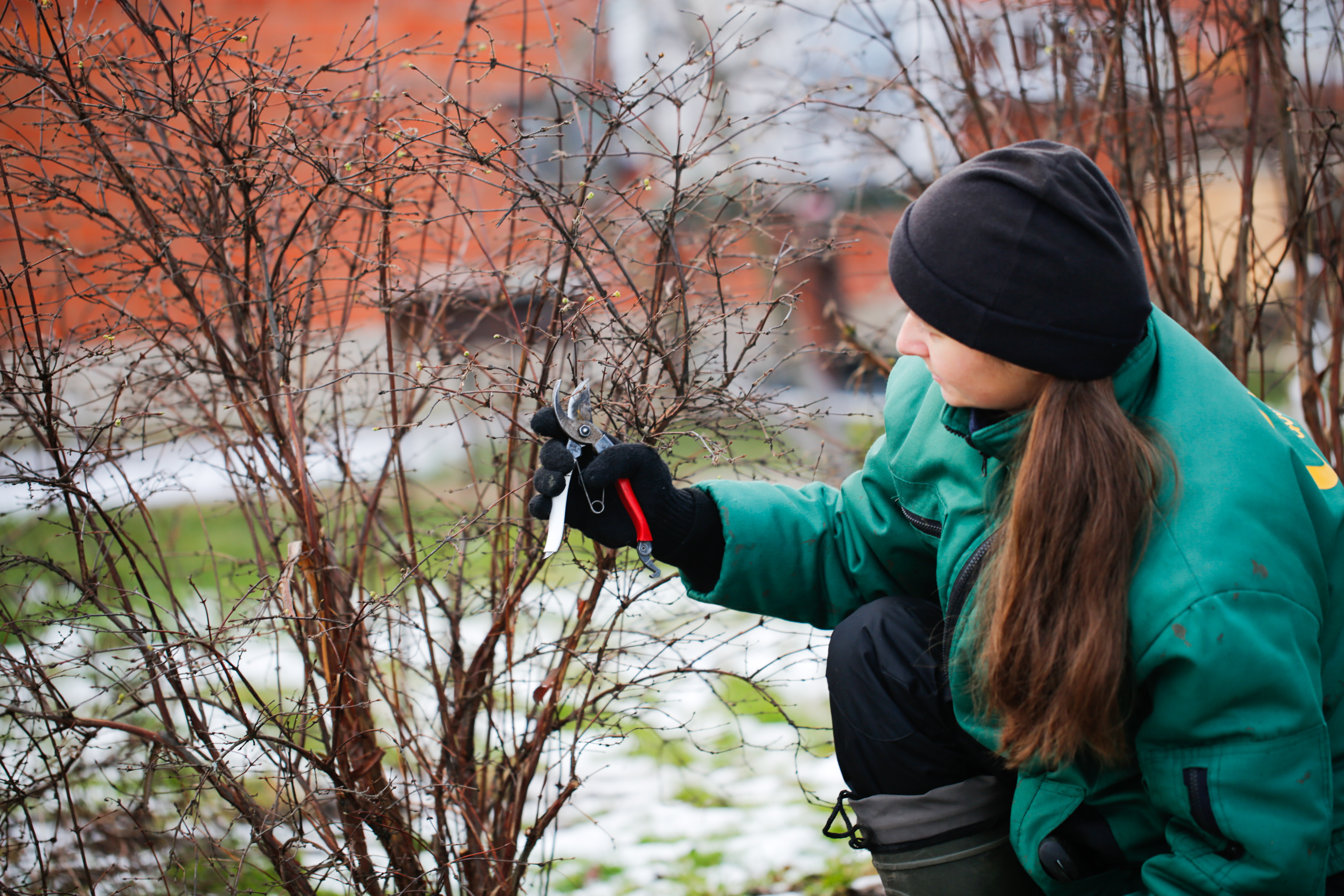 WInter garden pruning