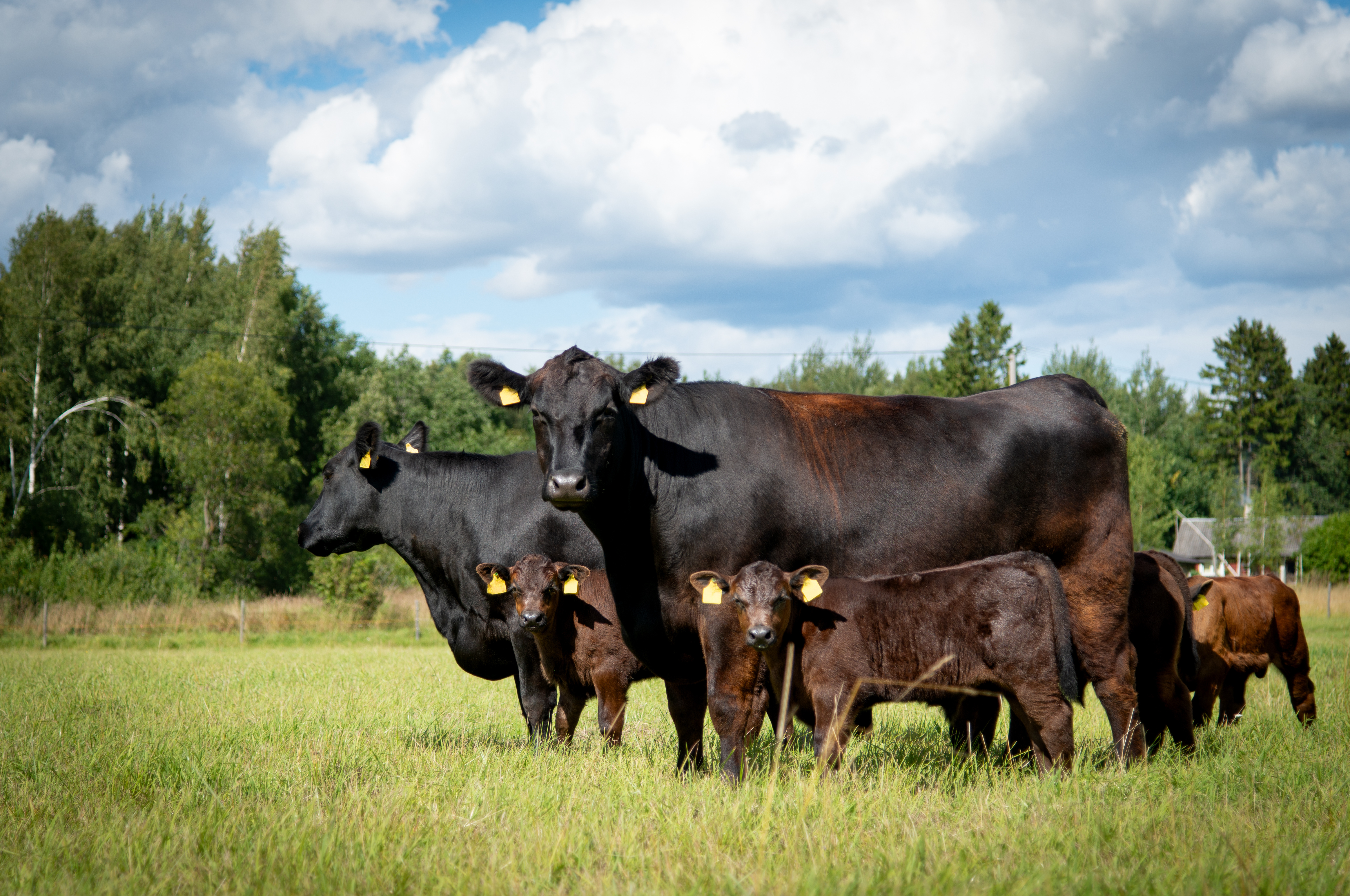 Beef Cows and Babies