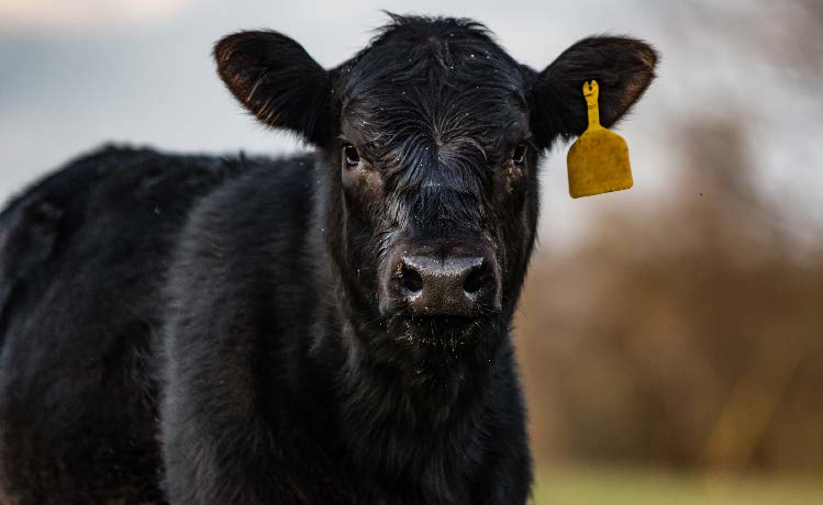 2025 Master cattlemen calf