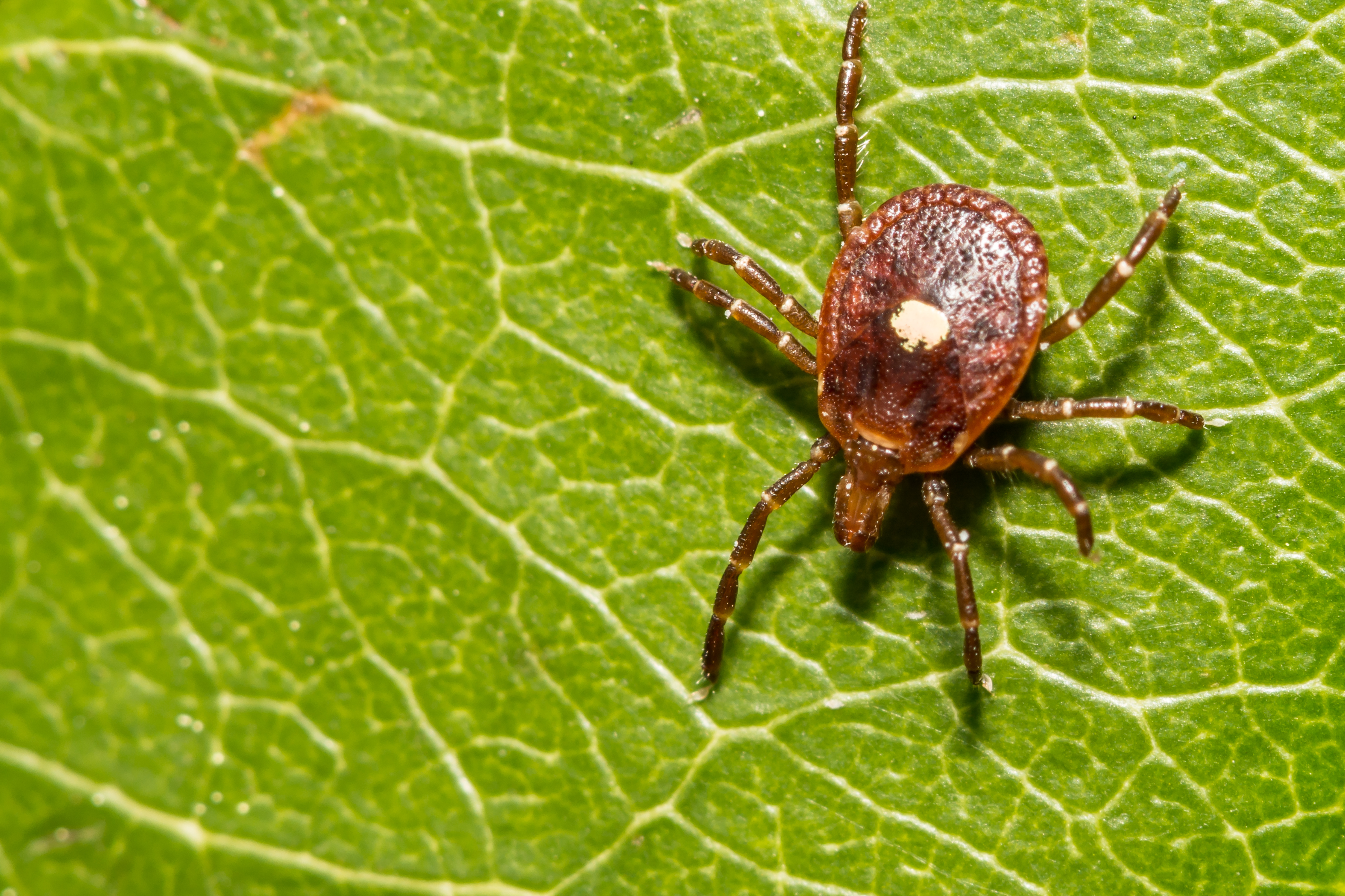 alpha gal tick