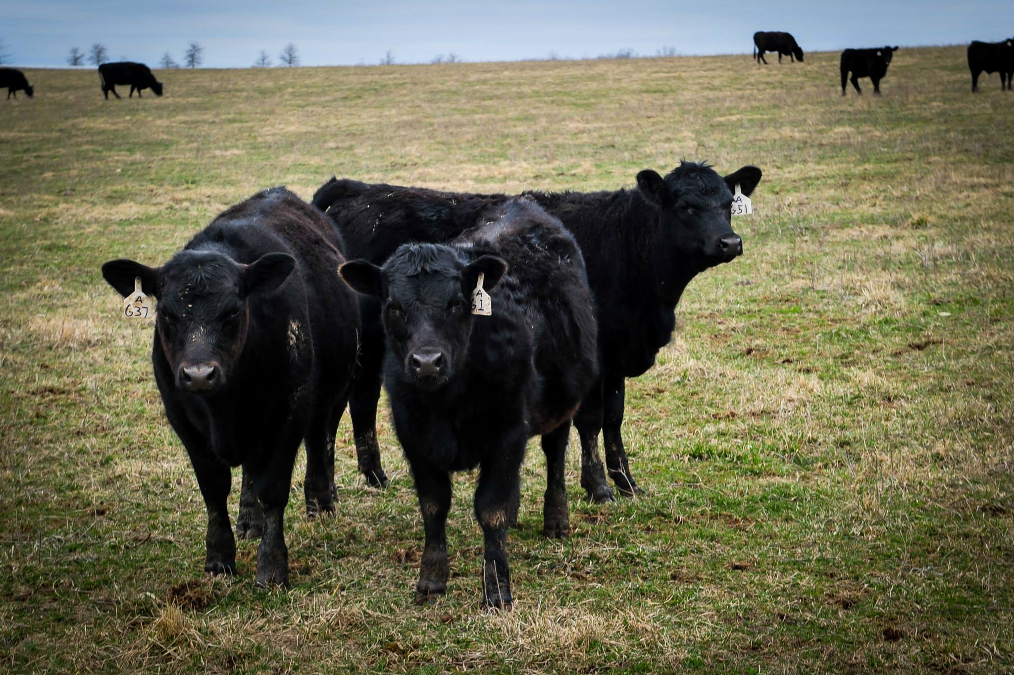 Winter Beef