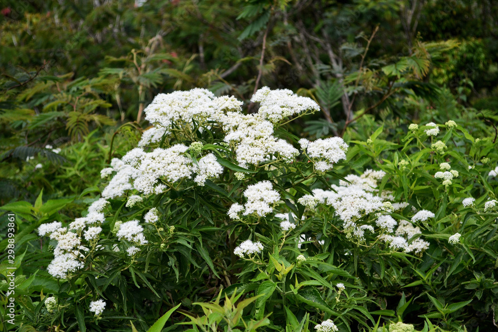 Poison Hemlock 