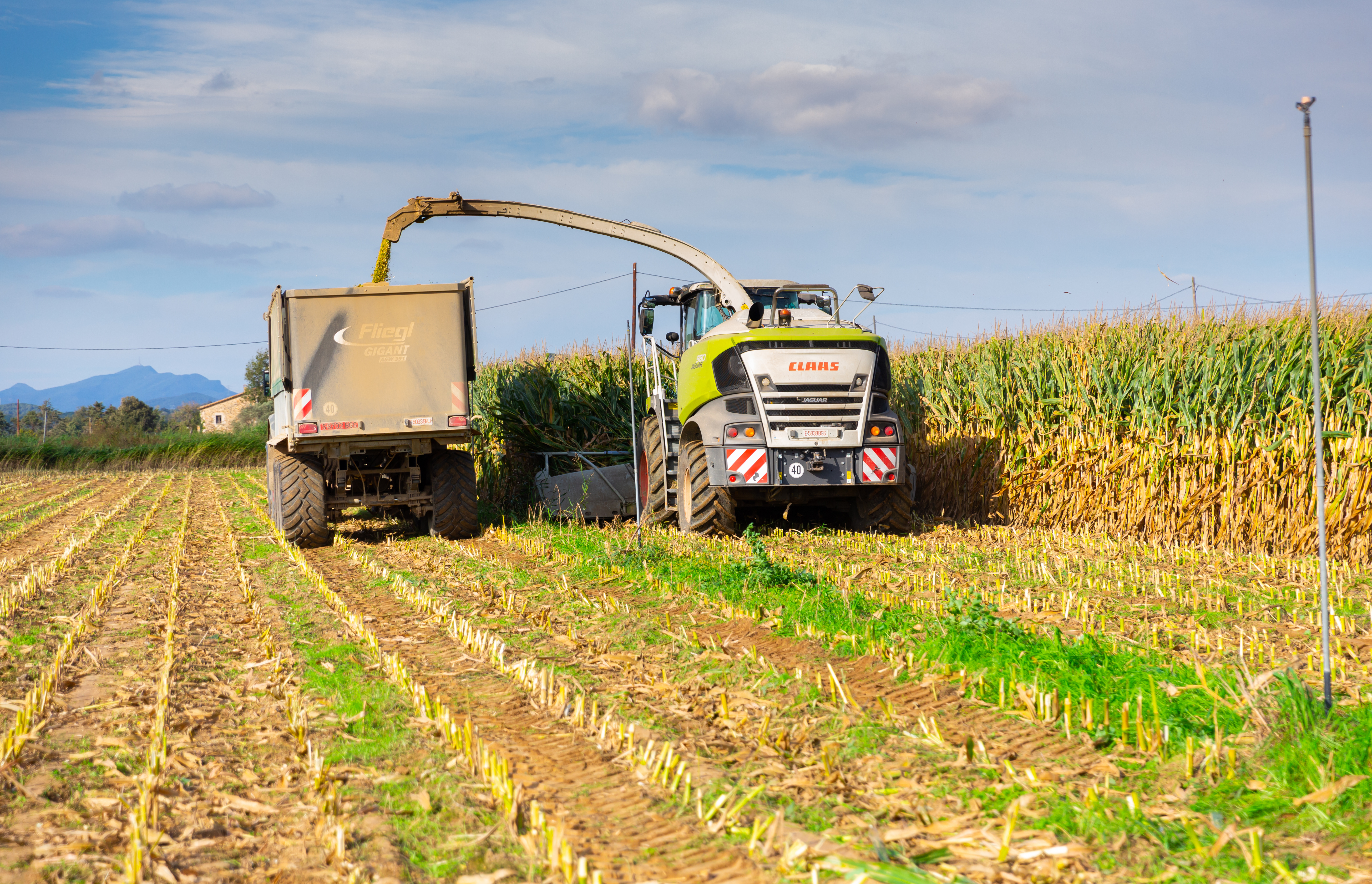 silage
