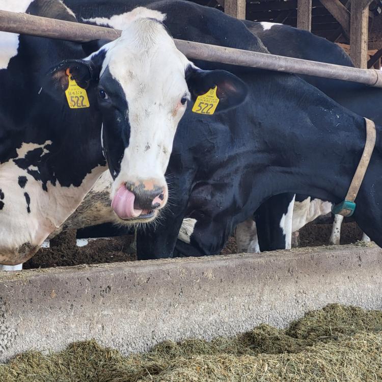  dairy cow