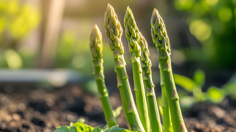 Winter garden asparagus