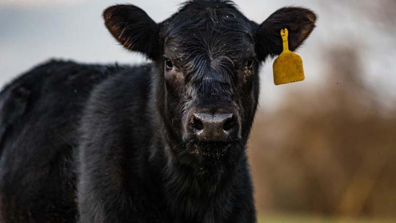 2025 Master cattlemen calf