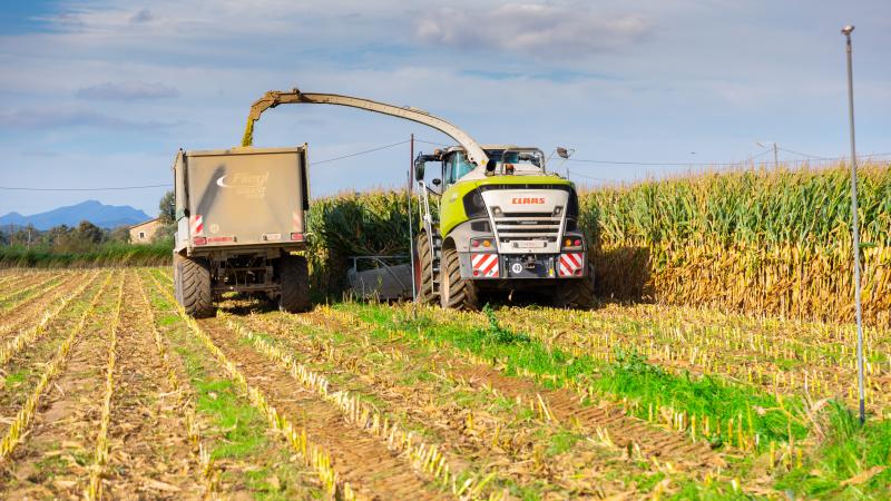silage
